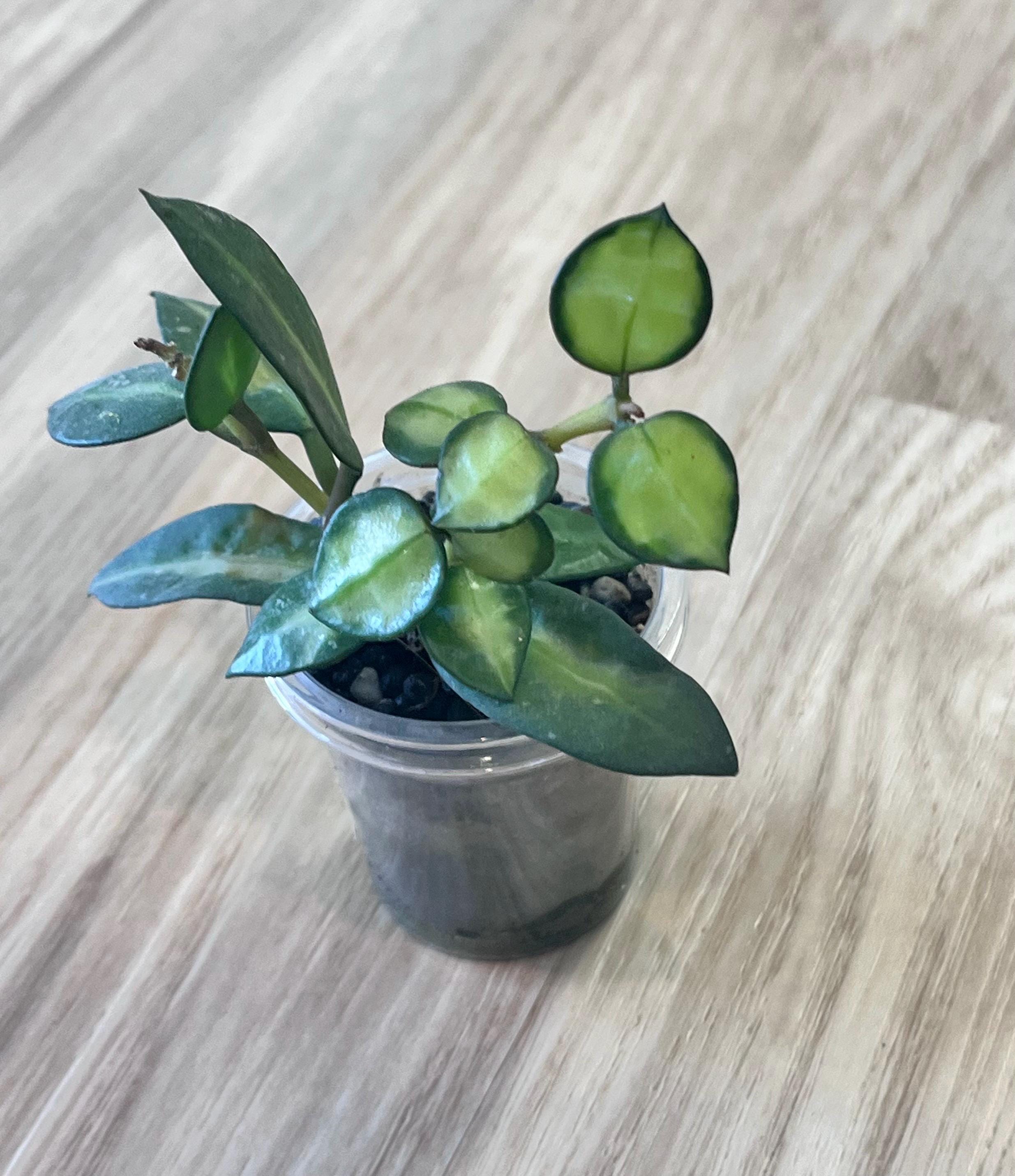 珍種　ホヤ セルペンス シルバー　Hoya Serpens Silver ホヤ：セルペンス(serpens) 3.5号鉢 の通販 | 園芸ネット