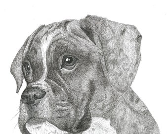 Fine art print - Boxer dog