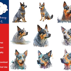 9 Australian Cattle Dog Clipart immagine PNG di alta qualità, stampa, carta, arte, carta, acquerello, clip, uso commerciale, download digitale