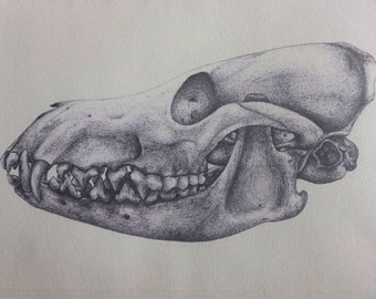 Fox Skull Print (Limited Copies, Signed)