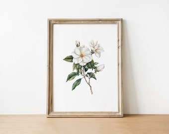 Weiße Blume Botanische Illustration: Blumen Illustration, Garten Kunst (Digitaler Download)