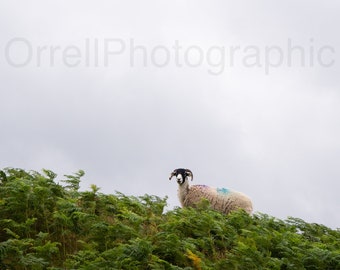 Swaledale On Beda. A Lake District Photographic Print. A4.