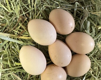 Huevos de gallina Silkie fertilizados (6 huevos)