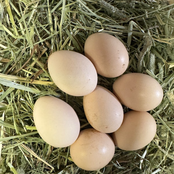 Huevos de gallina Silkie fertilizados (6 huevos)