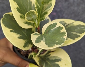 Peperomia Obtusifolia Variegated