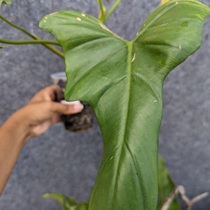 Philodendron Bipennifolium