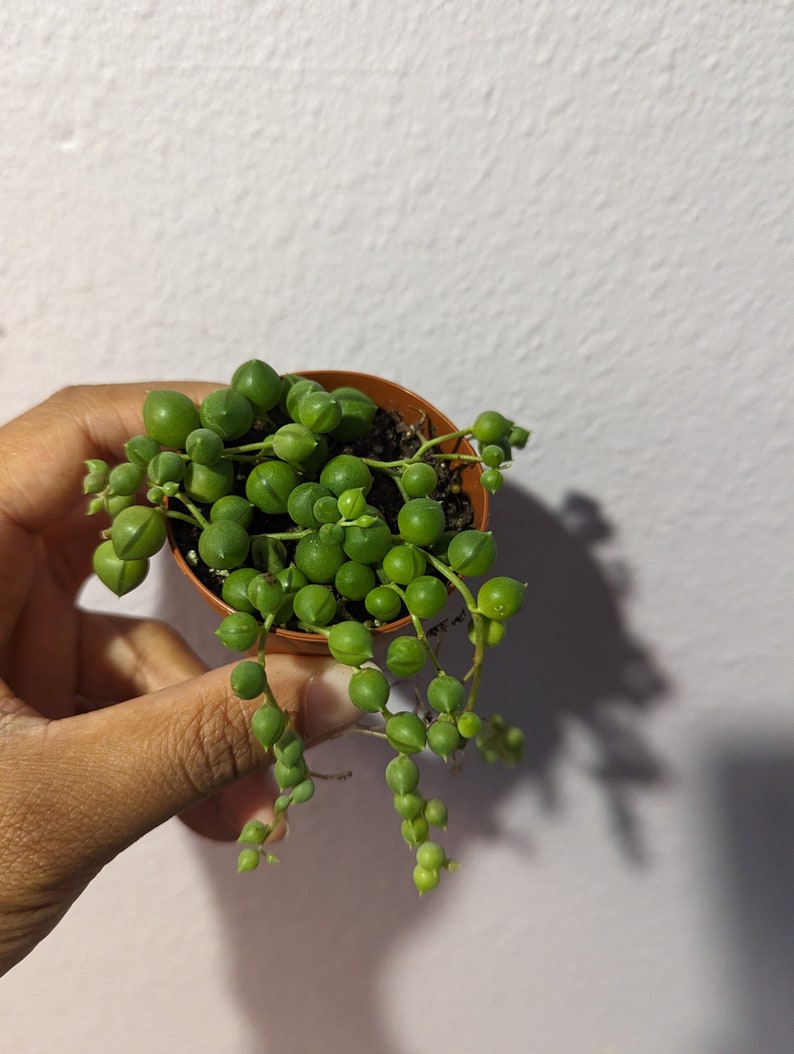 Hoya String of Pearls Starter Plant Etsy
