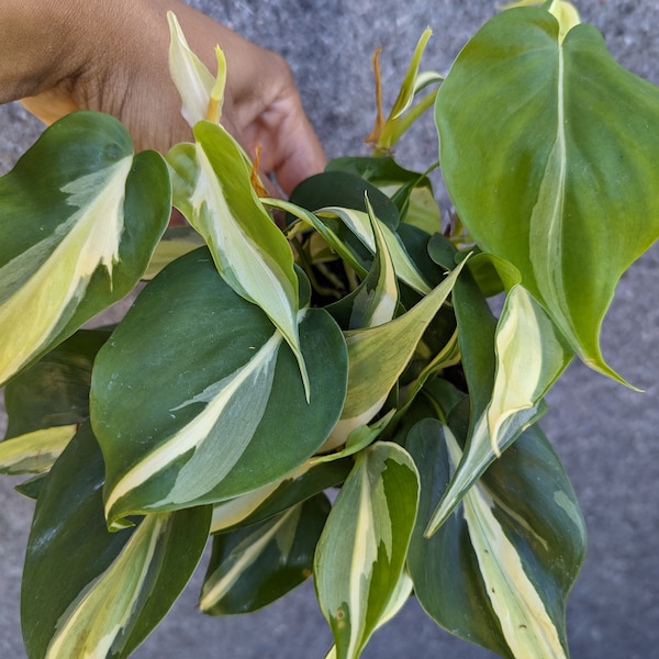 Philodendron Cream Splash