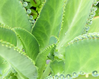 Mother of Thousands, Mexican hat plant/SEEDS