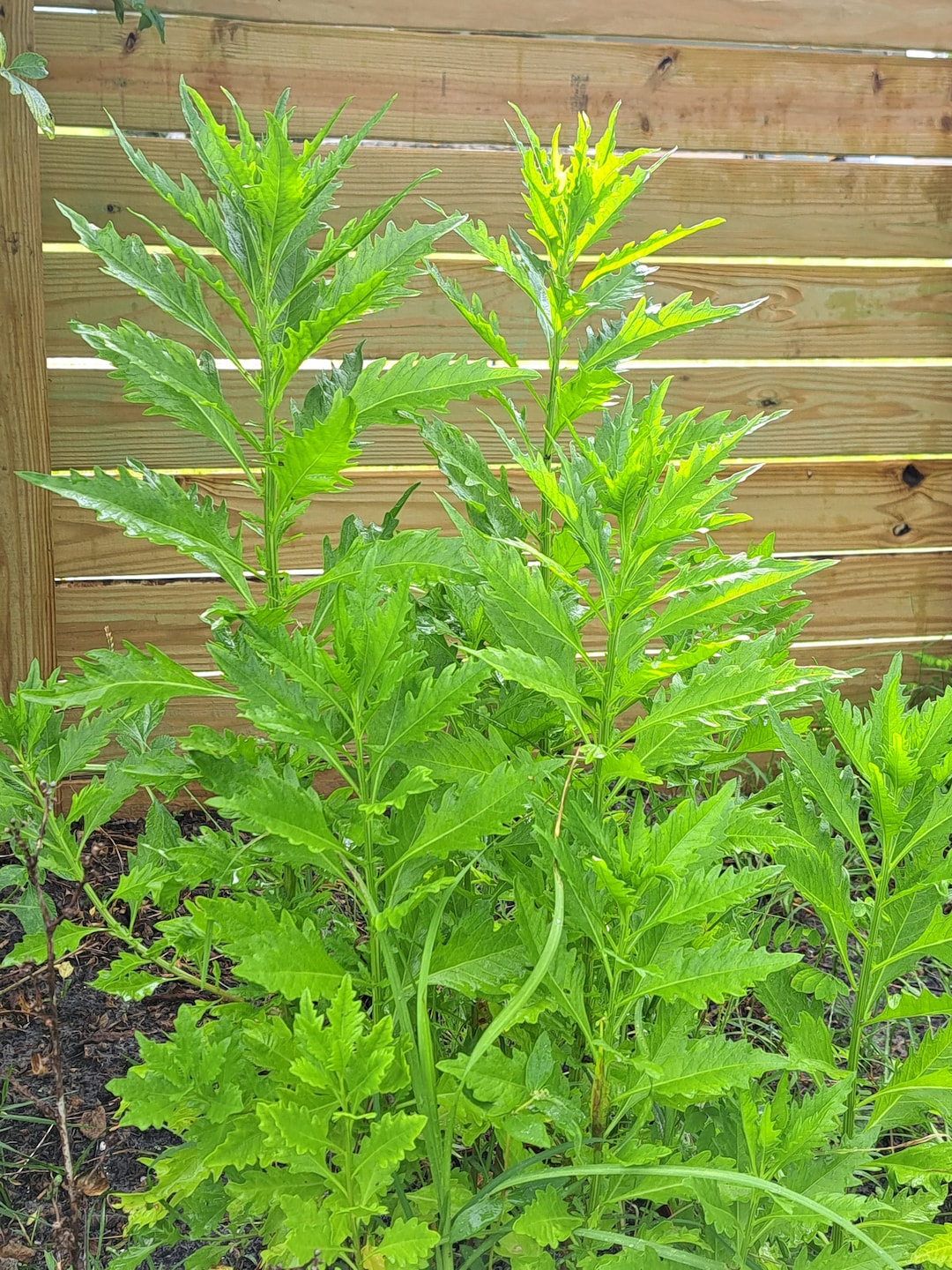 Worm Grass, Worm Bush, Mexican Tea and Seeds 1000 Ct. - Etsy