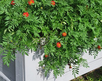 French Marigold Seeds 30ct