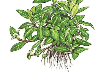 Illustrazione di Staurogyne repens - (Download digitale) 17" x 22"