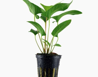 Anubias Gracilis - Tropica Pot