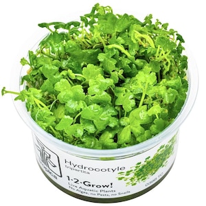 Hydrocotyle Tripartita - Tropica Tissue Culture Cup