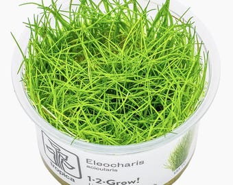 Eleocharis Acicularis (Hair Grass - Tall) - Tropica Tissue Culture Cup