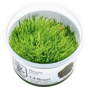 May include: A clear plastic container filled with bright green Riccia fluitans aquatic plants. The container has the text "Riccia fluitans 1-2-Grow! Live Aquatic Plants No Algae, no Pests, no Snails" and the Tropica logo.