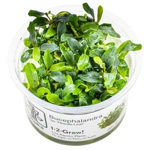 Bucephalandra sp. 'Needle Leaf' - Tropica Tissue Culture Cup