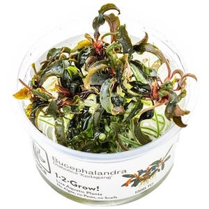 Bucephalandra 'Kedagang' - Tropica Tissue Culture Cup