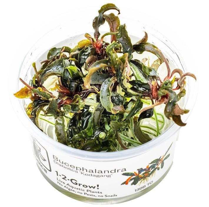 Bucepharandra4株セット Bucepharandra4株セット Bucepharandra4株セット タグ付き