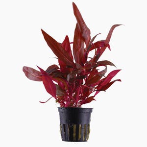 May include: A vibrant red aquatic plant with long, pointed leaves. The plant is potted in a black plastic pot with a slotted design. The leaves have a deep red hue, creating a striking contrast against the pot.