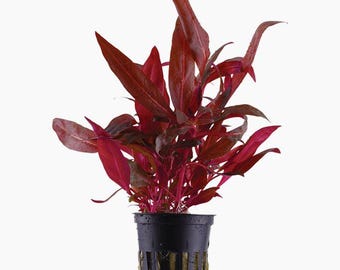 Alternanthera reineckii 'Rosanervig' - Tropica Pot
