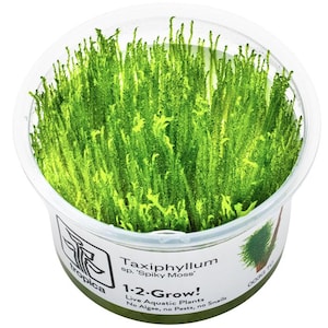 Taxiphyllum sp. 'Spiky Moss' - Tropica Tissue Culture Cup