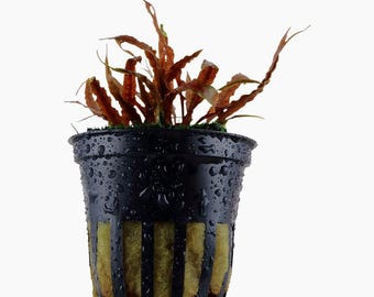 Cryptocoryne Albida Brown - Tropica Pot