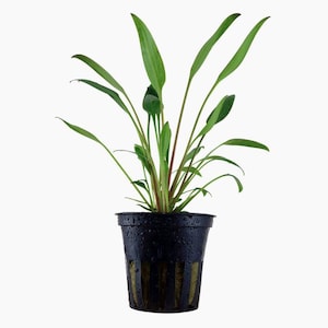 Cryptocoryne X Willisii - Tropica Pot