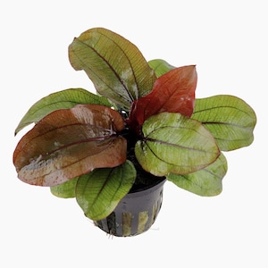 May include: A potted plant with large, oval-shaped leaves. The leaves transition from a deep green to a reddish-brown hue, with prominent veins. The plant is in a black plastic pot, set against a white background. The plant appears healthy and vibrant.