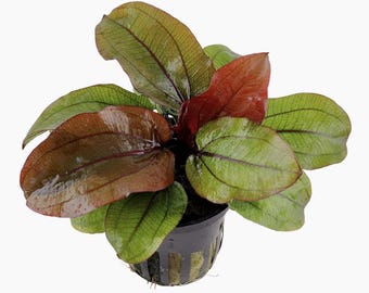 Echinodorus 'Reni' - Tropica Pot