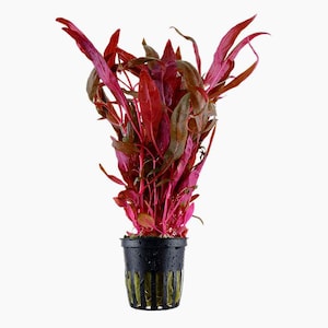 May include: A vibrant red aquatic plant with long, slender leaves. The plant is potted in a black plastic container with a slotted design. The leaves display shades of red and green, creating a striking visual contrast. The plant is suitable for aquarium use.