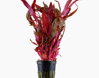 Alternanthera reineckii 'Pink' - Tropica Pot
