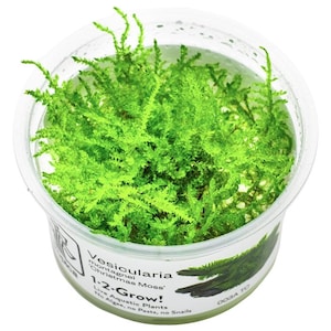 Vesicularia montagnei &#39;Christmas Moss&#39; - Tropica Tissue Culture Cup