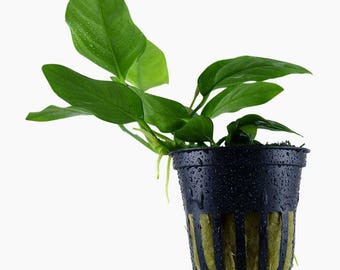 Anubias barteri var. nana - Tropica Pot