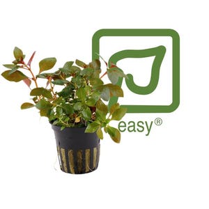May include: A potted aquatic plant with green and red leaves. The plant is in a black pot with vertical gold stripes. A green square with a leaf design and the word "easy" is in the background.