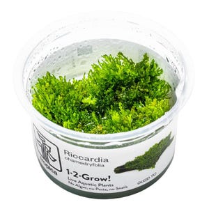 Riccardia Chamedryfolia - Tropica Tissue Culture Cup