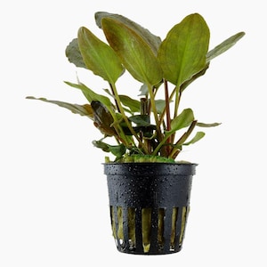 May include: A potted plant with large, green leaves and reddish stems. The plant is in a black plastic pot with a textured surface and vertical slits. The plant's leaves have a prominent vein structure.