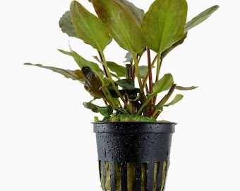 Lagenandra meeboldii 'Red' - Tropica Pot