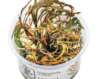 Hygrophila Pinnatifida - Tropica Tissue Culture Cup