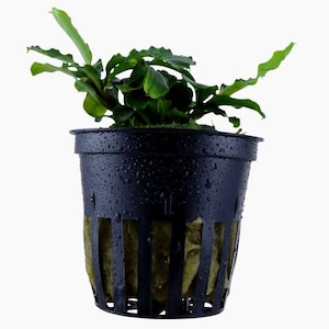 Bucephalandra Pygmaea 'Bukit Kelam' (Wavy Green) - Tropica Pot
