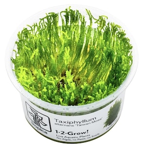 Taxiphyllum 'Taiwan Moss' - Tropica Tissue Culture Cup