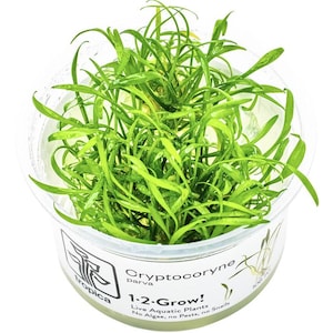 May include: A clear plastic container filled with bright green aquatic plants. The container has a white label with the text "Cryptocoryne parva 1-2-Grow! Live Aquatic Plants No Algae, no Pests, no Snails" and the Tropica logo. The plant has long, slender leaves.