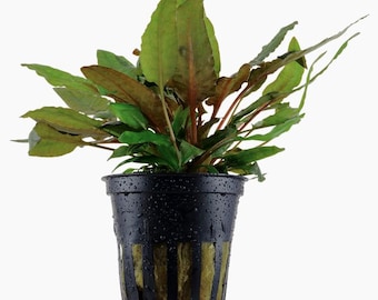 Cryptocoryne Wendtii 'Tropica' - Tropica Pot