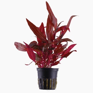 Alternanthera Reineckii 'Rosanervig' - Tropica Pot