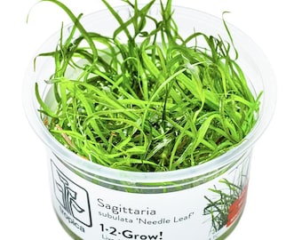 Sagittaria Subulata 'Needle Leaf' - Tropica Tissue Culture Cup