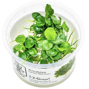 Anubias Barteri 'Mini Coin' - Tropica Tissue Culture Cup