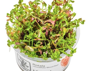 Rotala rotundifolia 'Blood Red' - Tropica Tissue Culture Cup