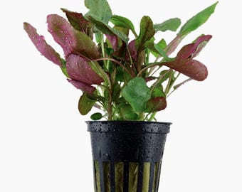 Lobelia Cardinalis - Tropica Pot