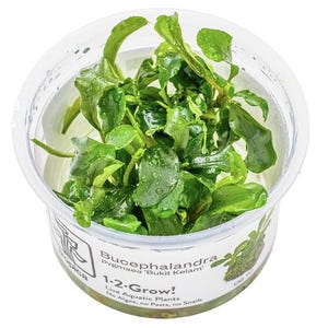 Bucephalandra Pygmaea 'Bukit Kelam' - Tropica Tissue Culture Cup