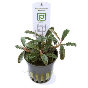 Bucephalandra 'Kedagang' - Tropica Pot